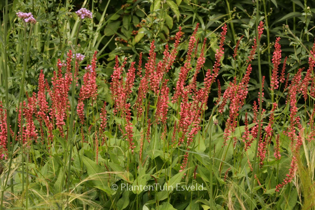 Persicaria amplexicaulis ‘Orangofield’
