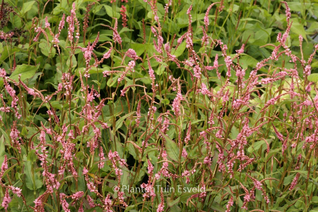 Persicaria amplexicaulis ‘Pink Elephant’