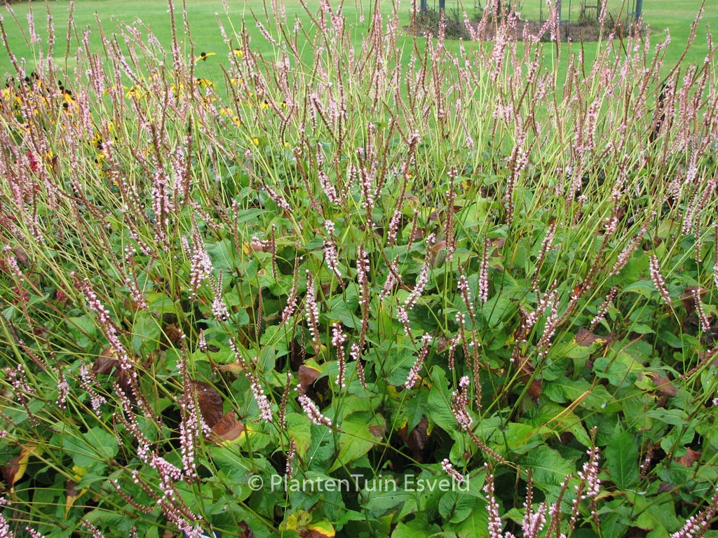 Persicaria amplexicaulis ‘Pink Mist’