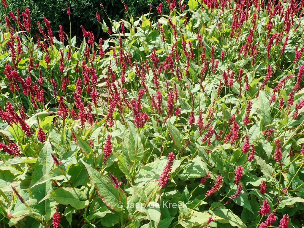 Persicaria amplexicaulis ‘Red Baron’