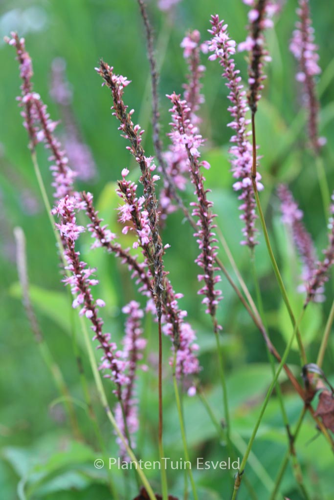 Persicaria amplexicaulis ‘Rowden Gem’