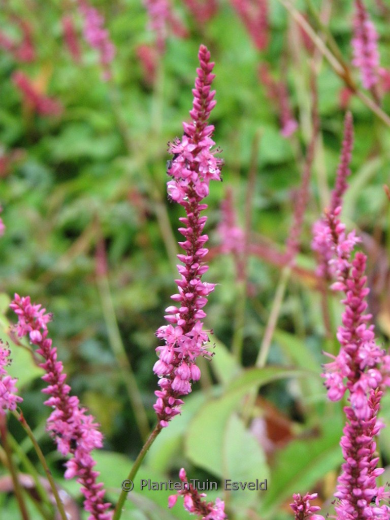 Persicaria amplexicaulis ‘September Spires’