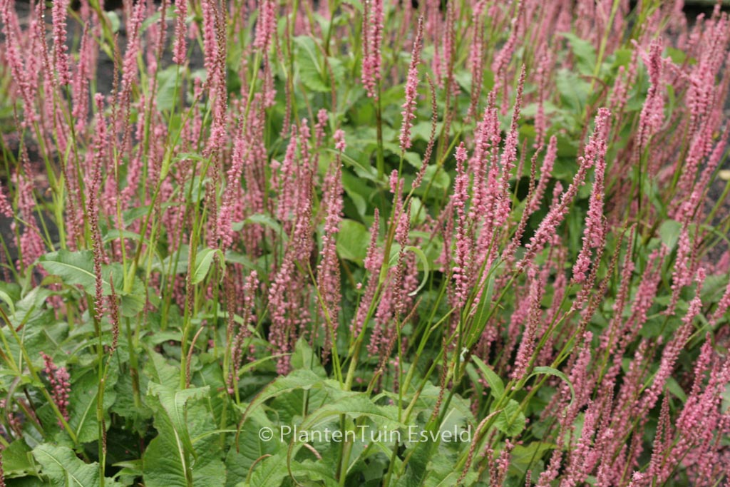Persicaria amplexicaulis ‘Seven Oaks Village’
