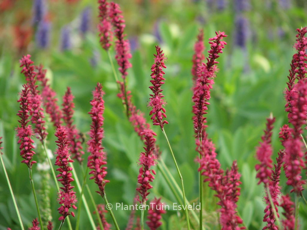 Persicaria amplexicaulis ‘Speciosa’ (FIRETAIL)