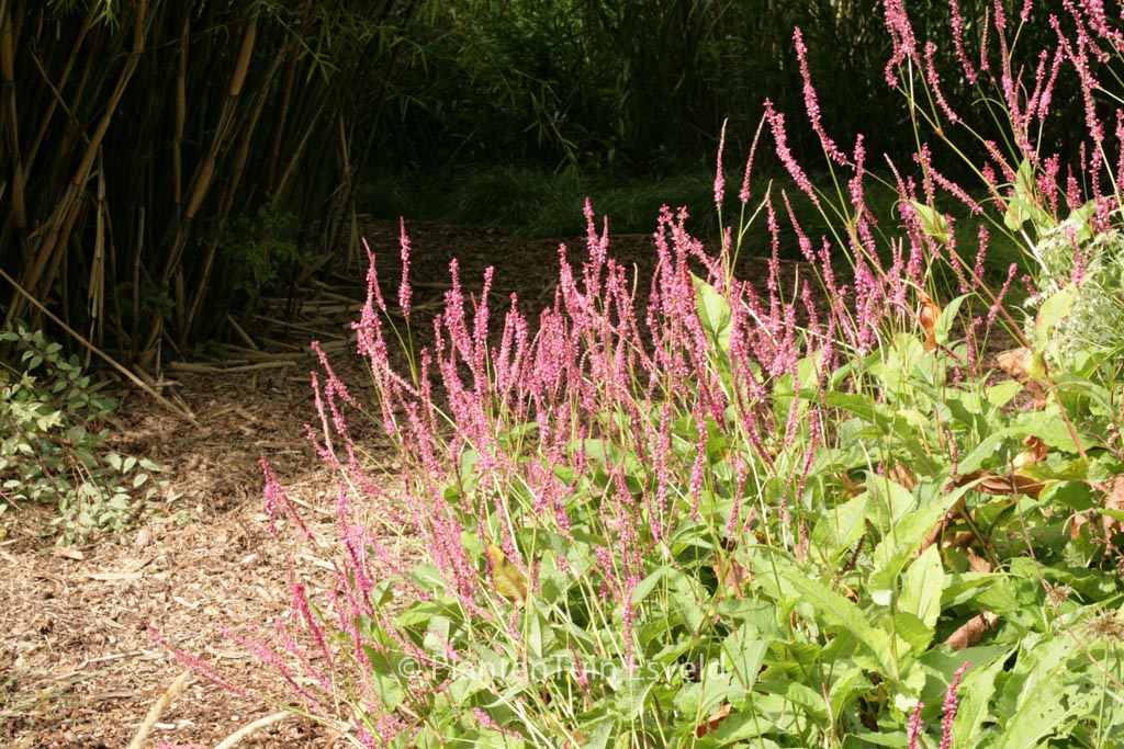 Persicaria amplexicaulis ‘Summer Dance’