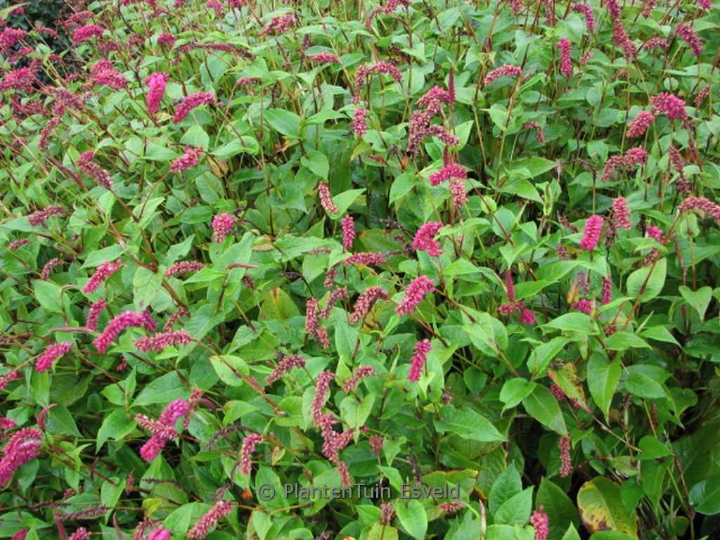 Persicaria amplexicaulis var. pendula