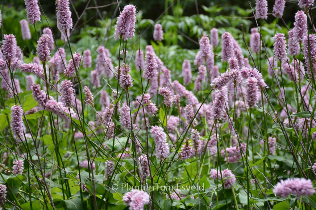 Persicaria bistorta ‘Superba’