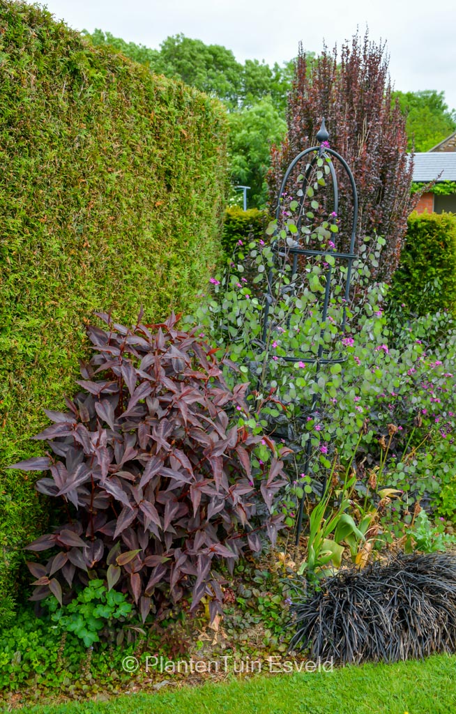 Persicaria microcephala ‘Night Dragon’