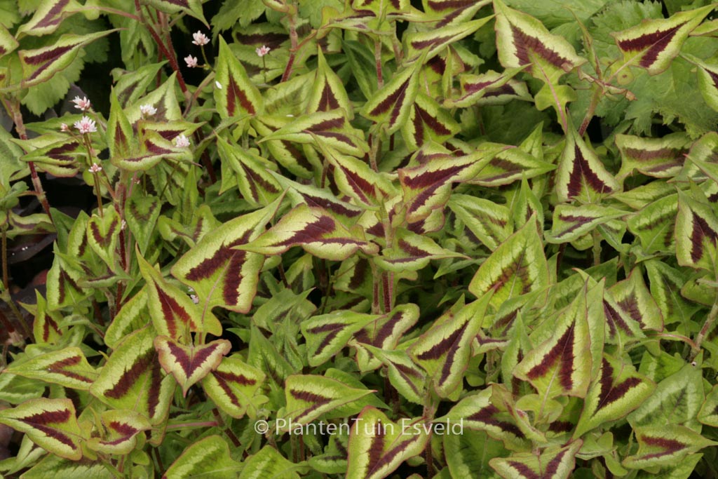 Persicaria microcephala ‘Purple Fantasy’