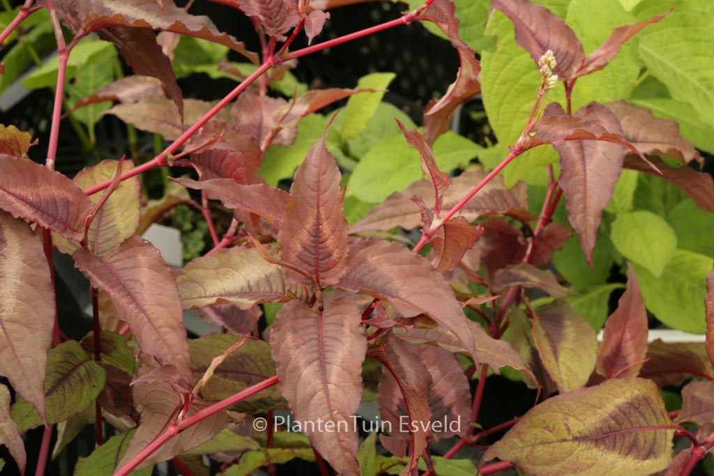 Persicaria microcephala ‘Red Dragon’