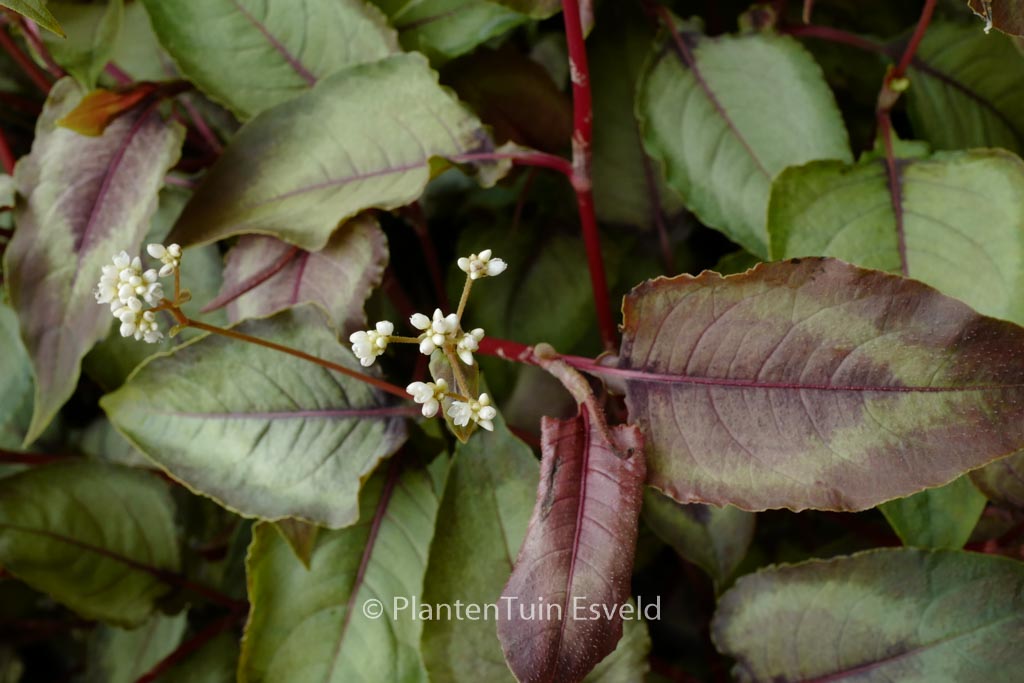 Persicaria microcephala ‘Silver Dragon’