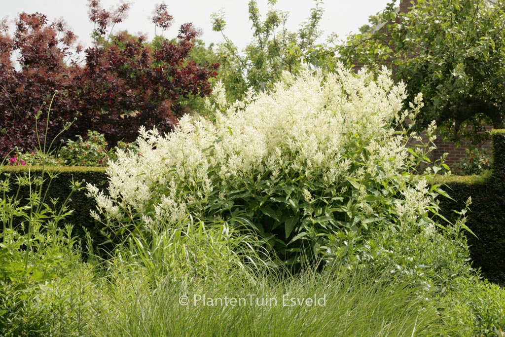 Persicaria polymorpha