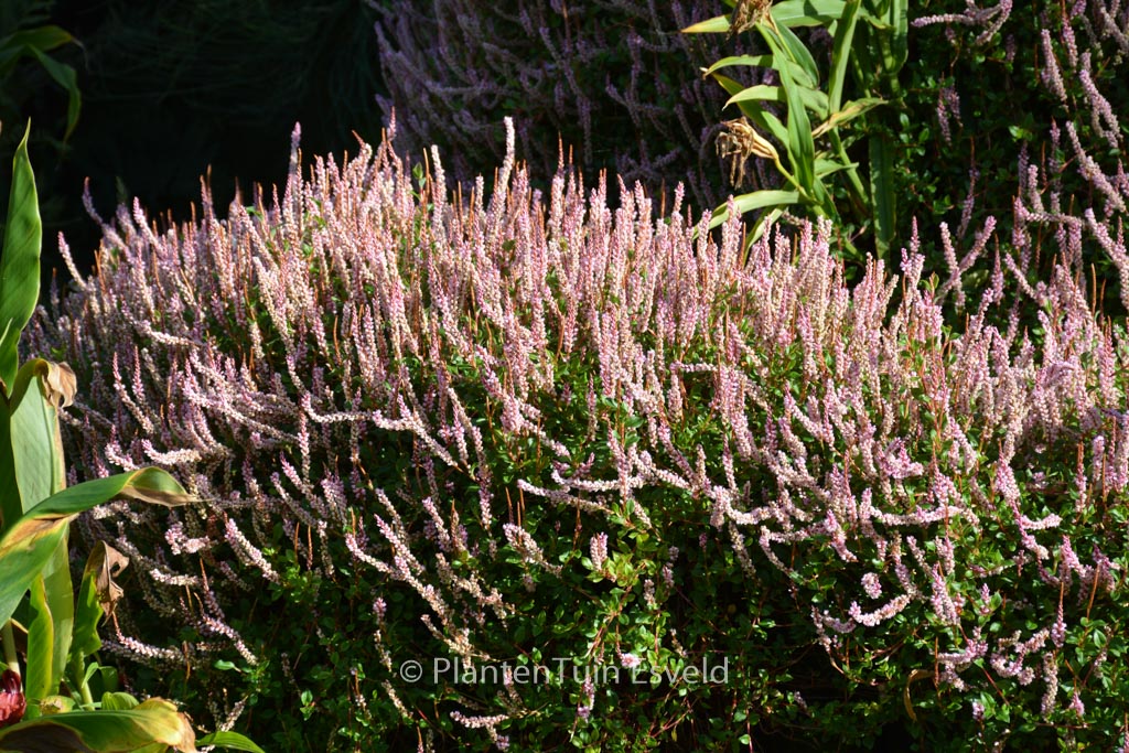 Persicaria vaccinifolia