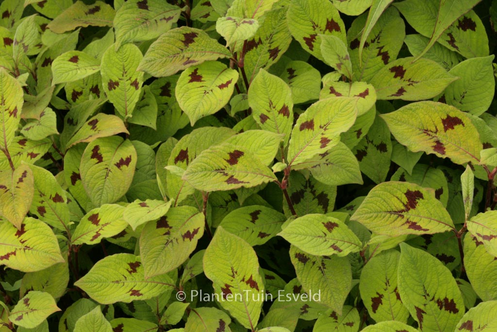 Persicaria virginiana ‘Lance Corporal’