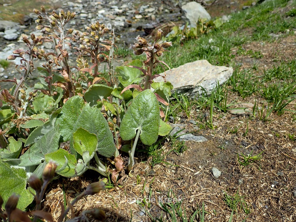 Petasites albus