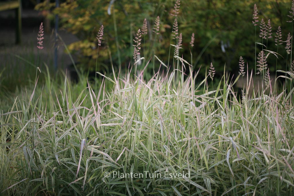 Phalaris arundinacea ‘Picta’