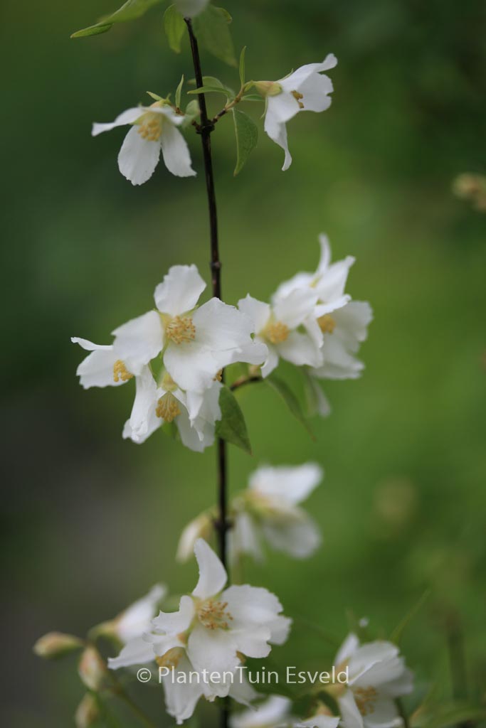 Philadelphus ‘Erectus’