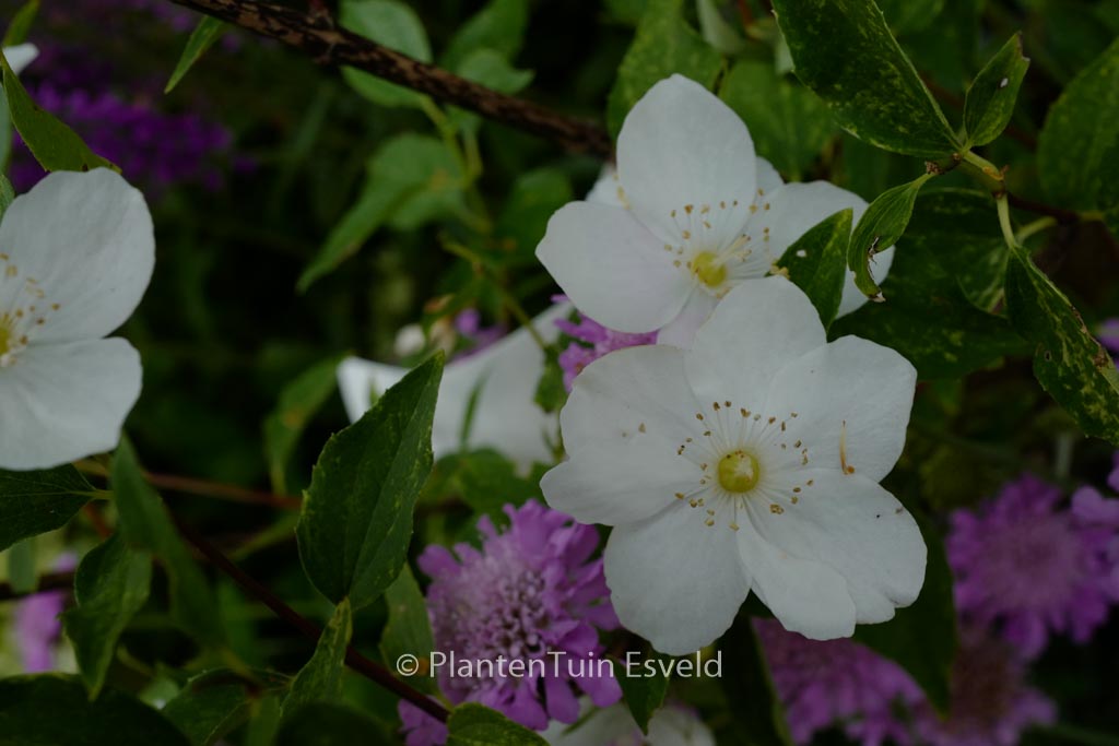 Philadelphus ‘Innocence’