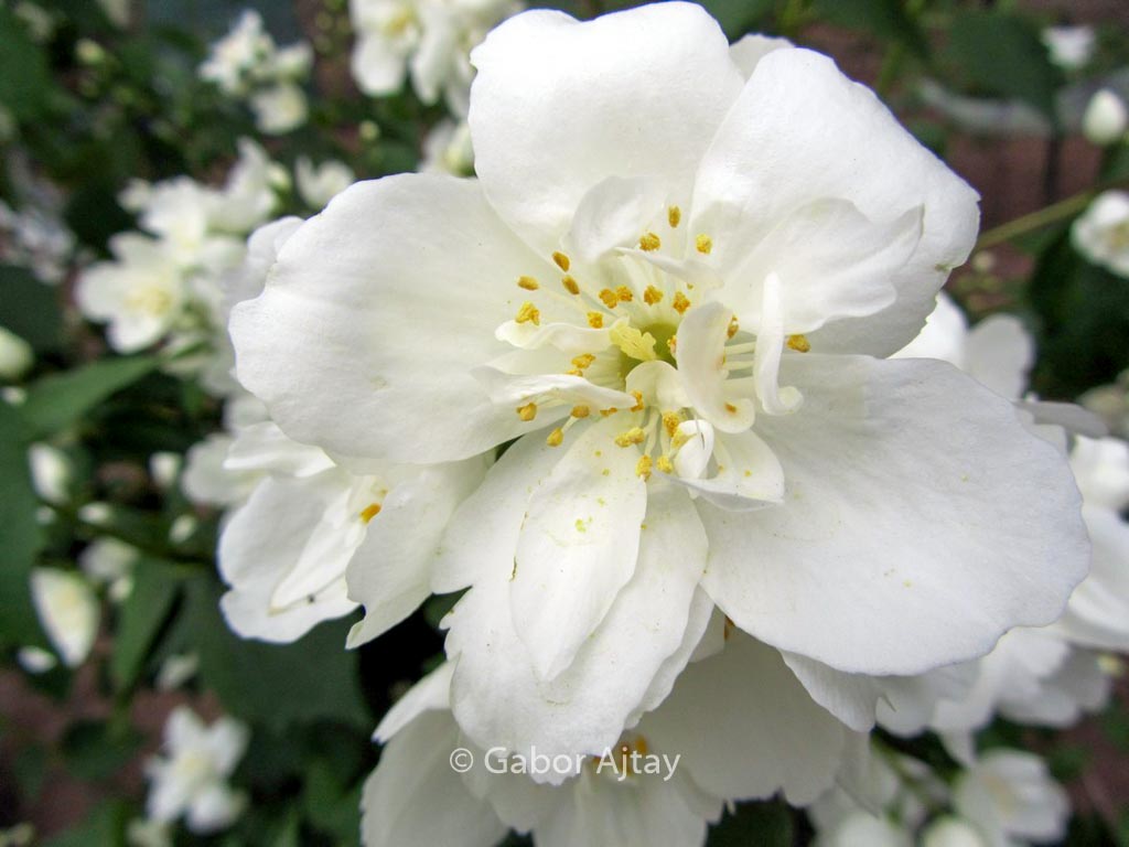 Philadelphus ‘Karolinka’