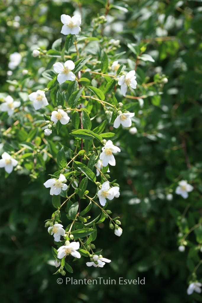 Philadelphus ‘Lemoinei’
