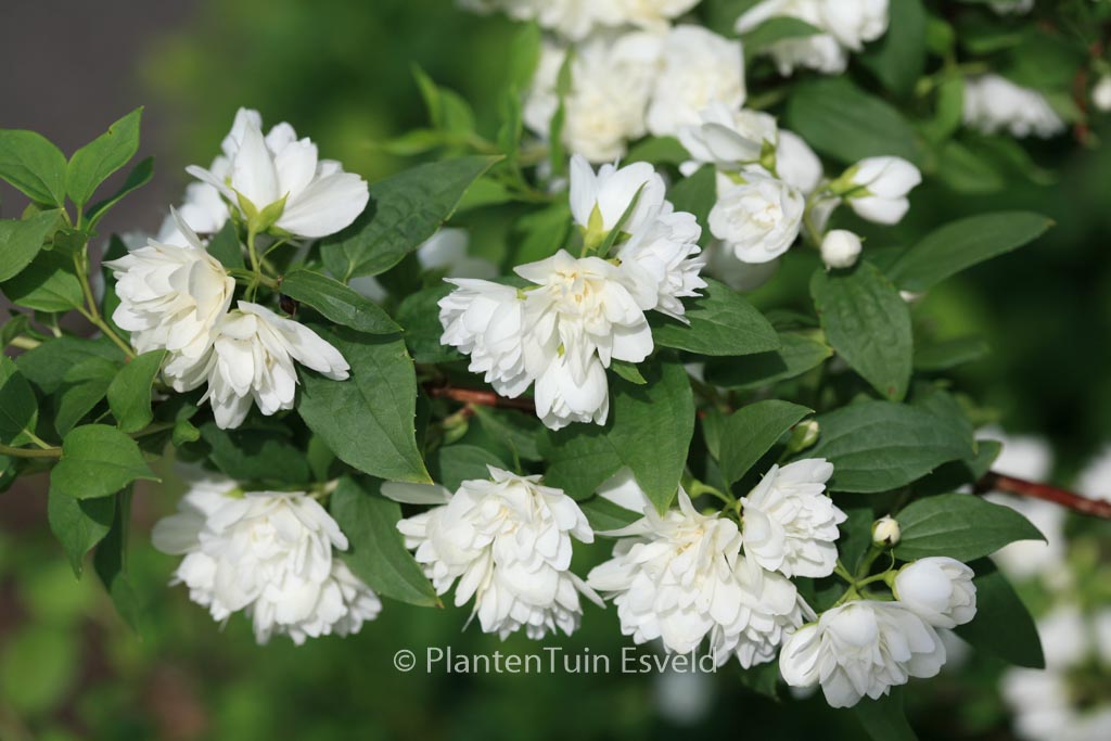 Philadelphus ‘Manteau d’Hermine’