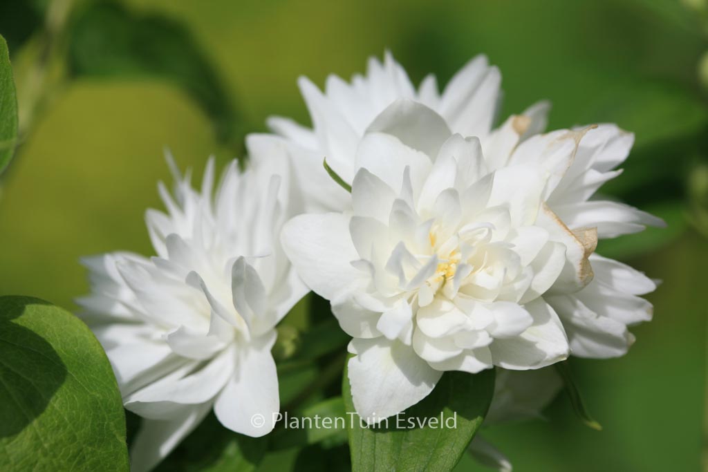 Philadelphus ‘Minnesota Snowflake’