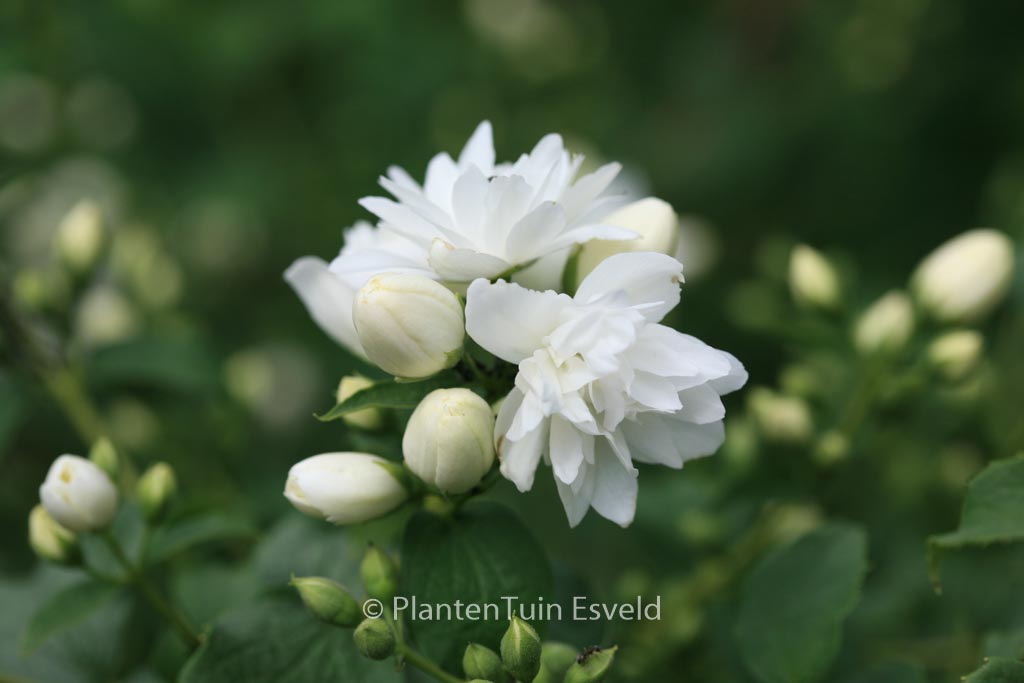 Philadelphus ‘Schneesturm’