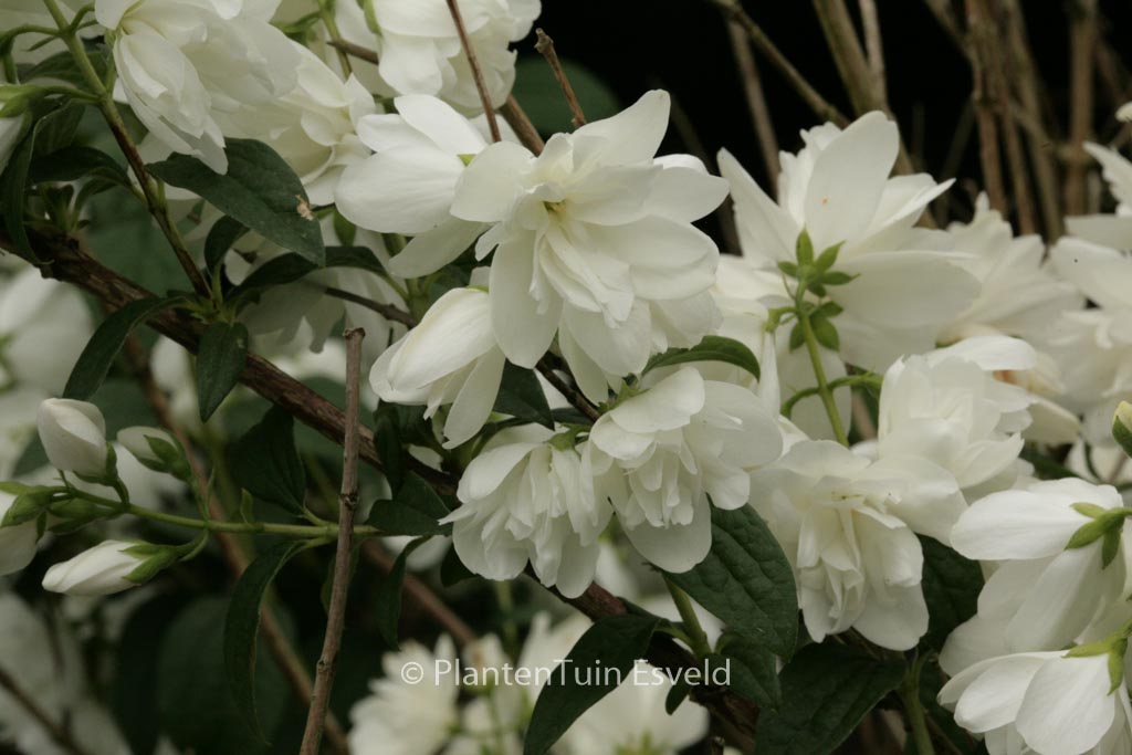 Philadelphus ‘Snowbelle’