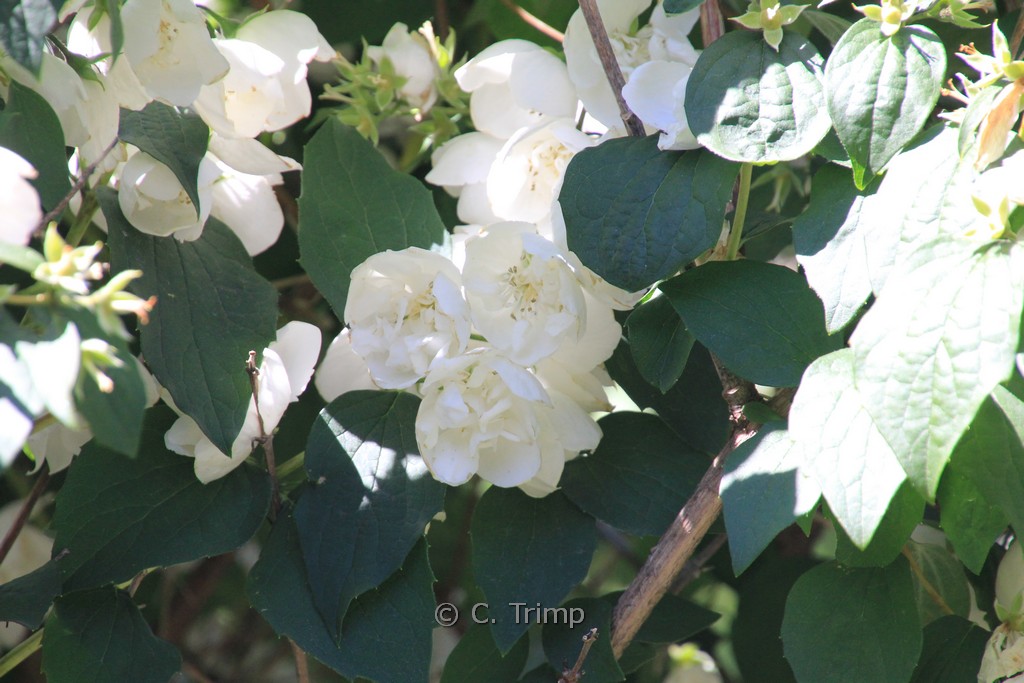 Philadelphus ‘Virginal’