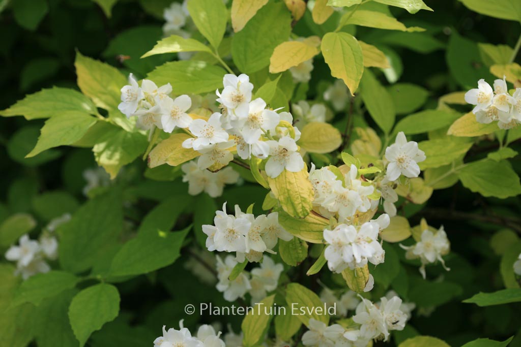 Philadelphus coronarius ‘Aureus’