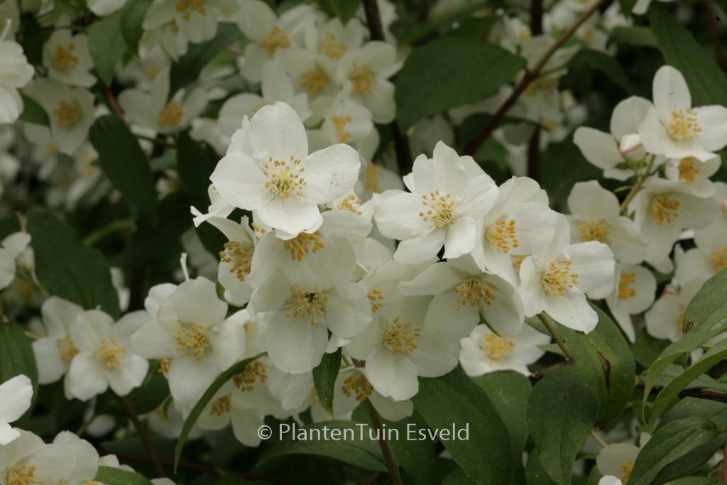 Philadelphus lewisii ‘Waterton’