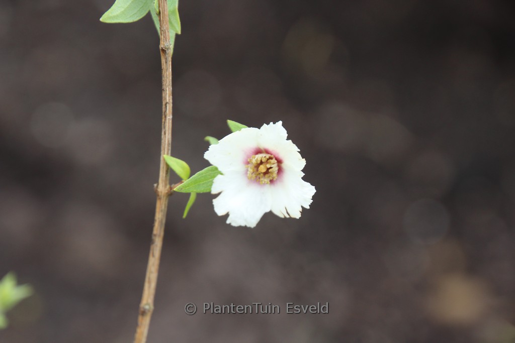 Philadelphus maculatus ‘Mexican Jewel’