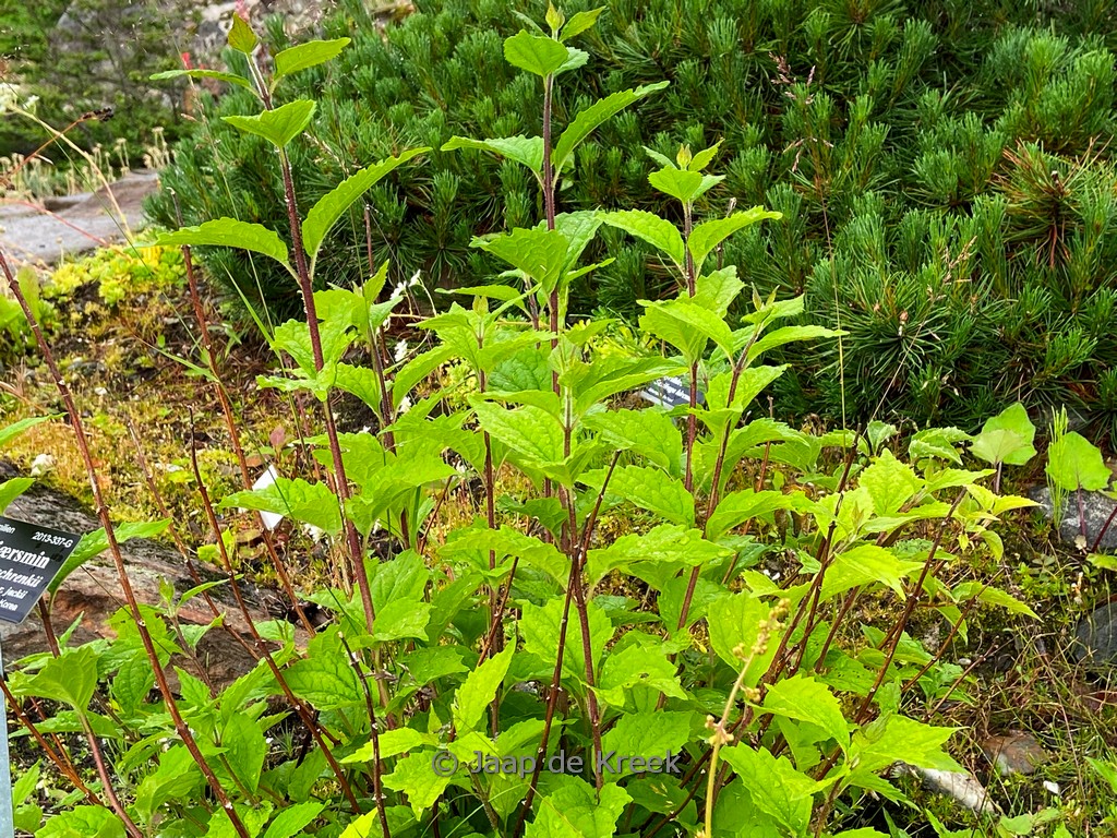 Philadelphus schrenkii jackii