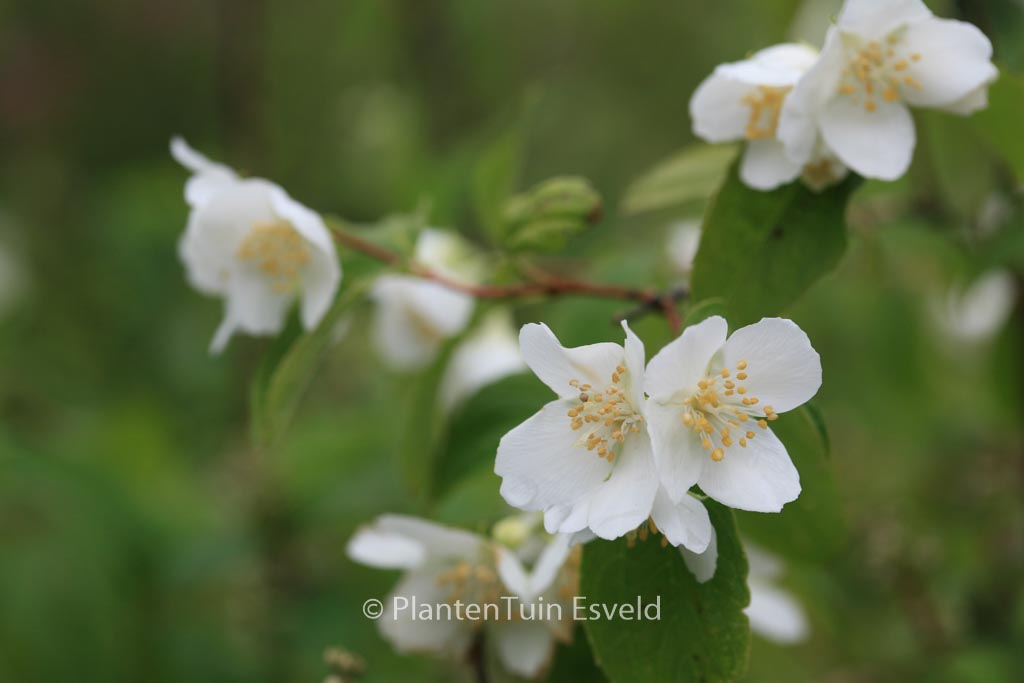 Philadelphus triflorus