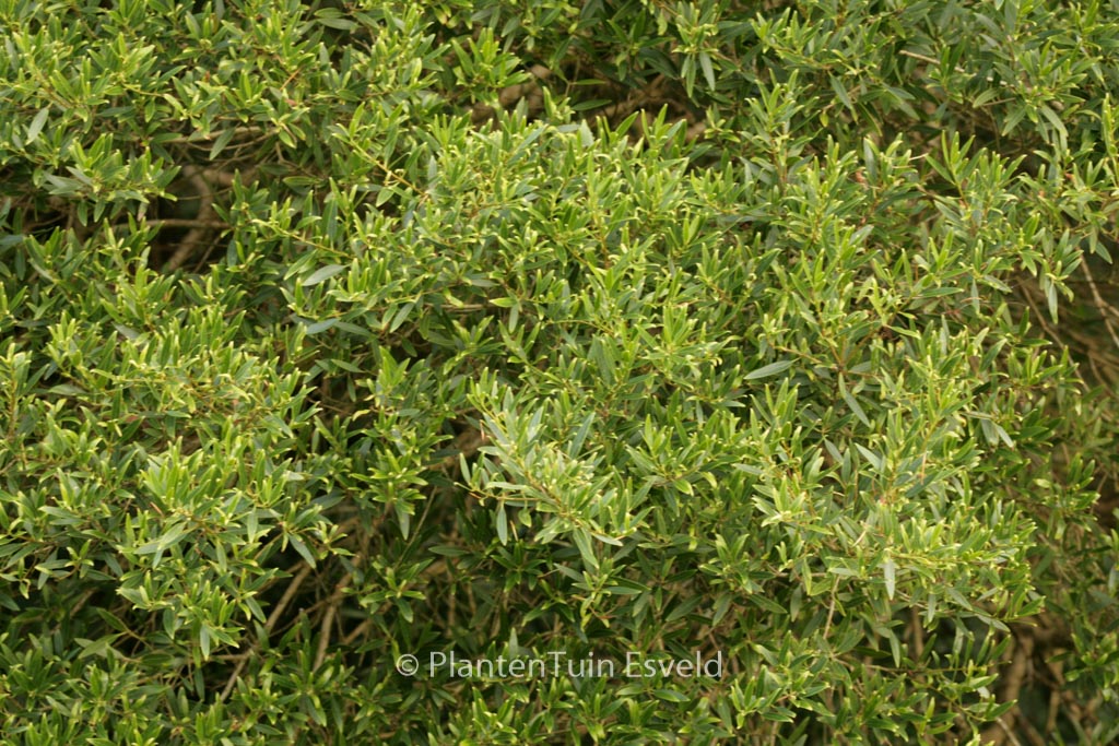 Phillyrea angustifolia rosmarinifolia