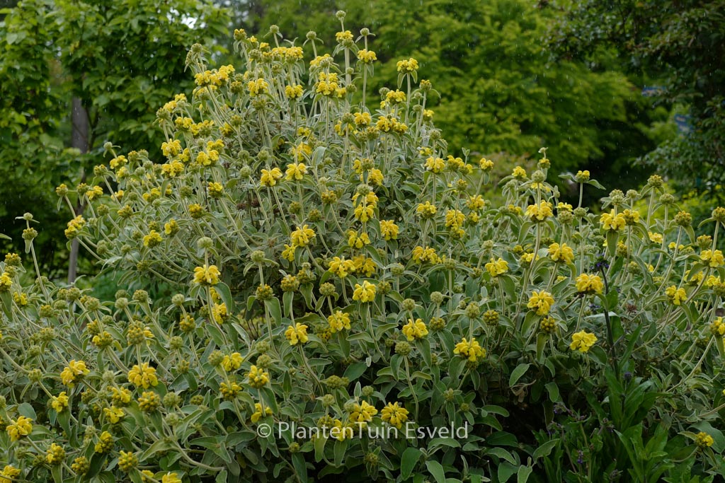 Phlomis fruticosa