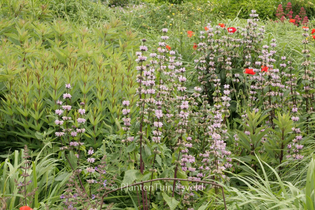 Phlomis tuberosa ‘Amazone’