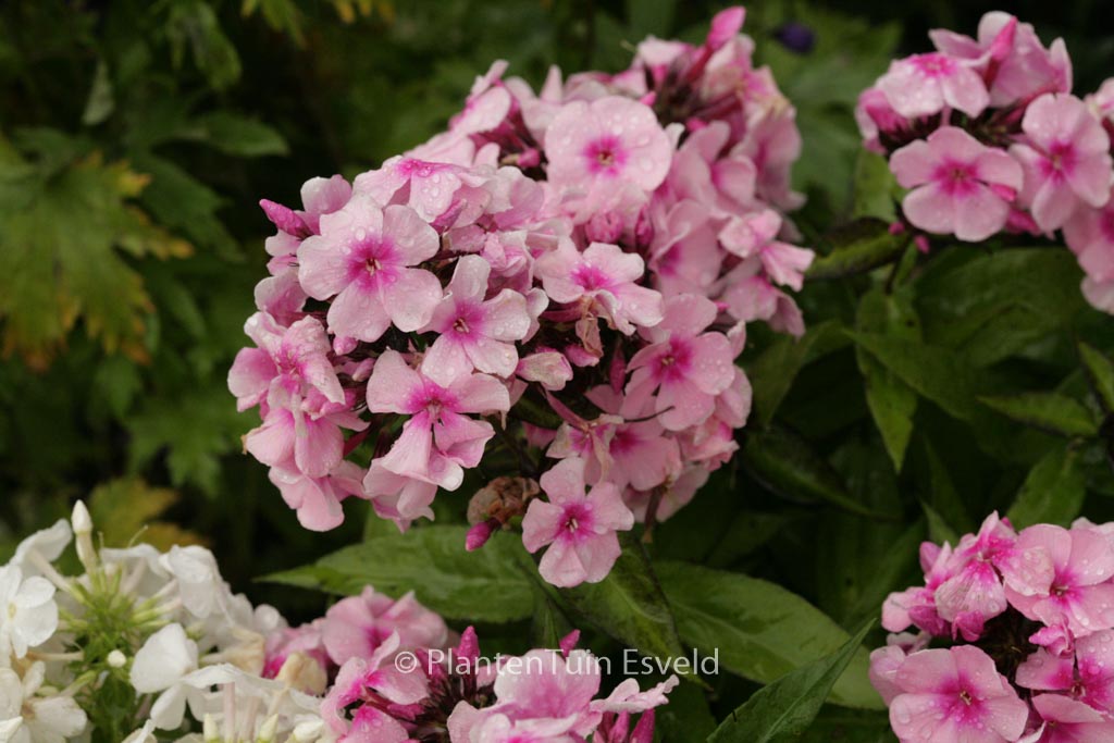 Phlox ‘Bright Eyes’ (Paniculata Group)