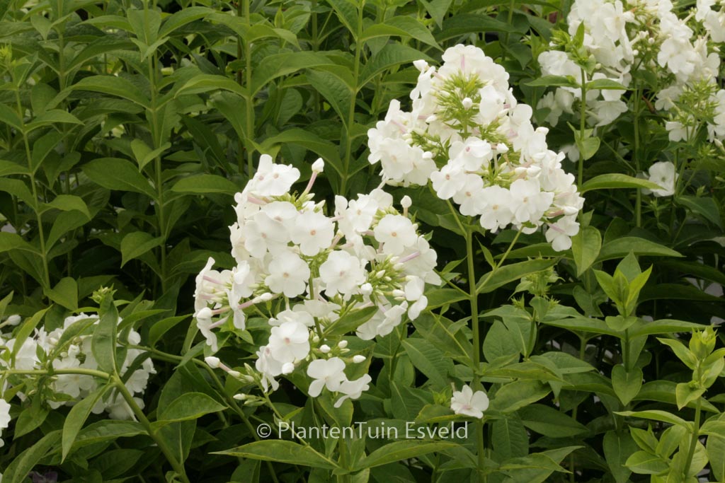 Phlox ‘David’ (Paniculata Group)