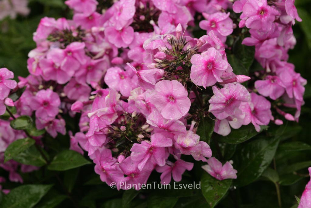 Phlox ‘Eva Cullum’ (Paniculata Group)
