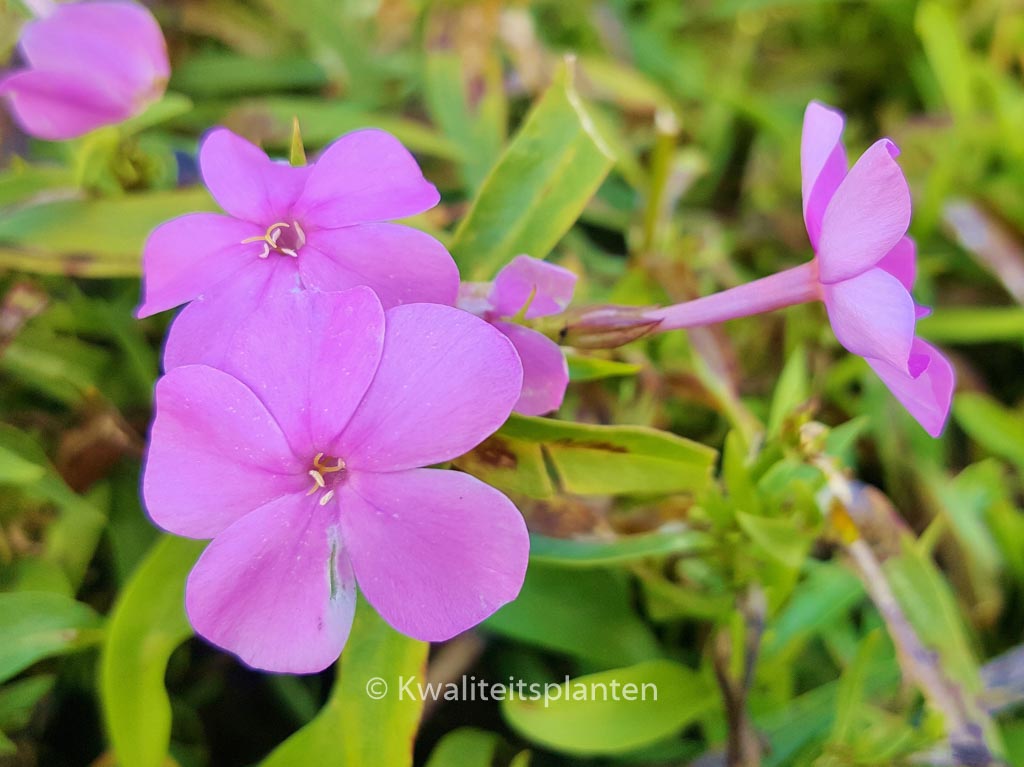 Phlox ‘Forever Pink’
