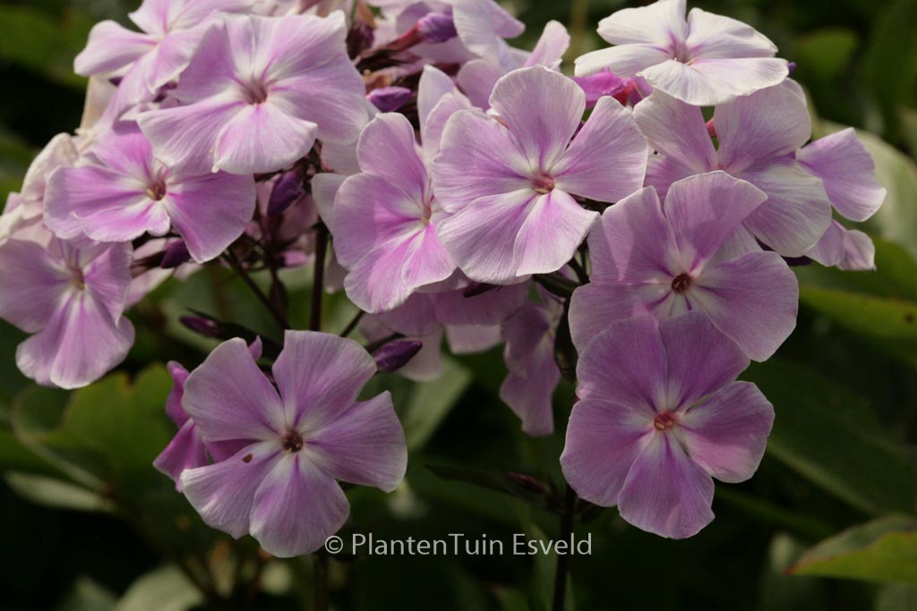 Phlox ‘Franz Schubert’ (Paniculata Group)