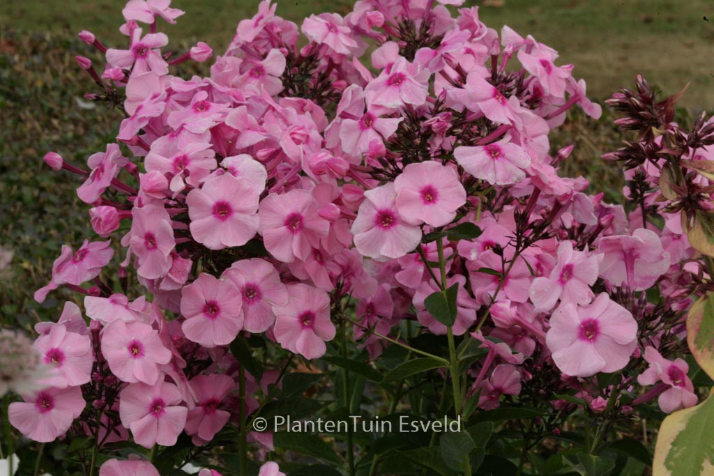 Phlox ‘Herbstwalzer’