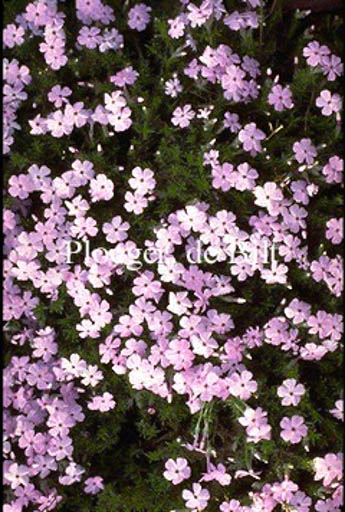Phlox ‘Lilac Cloud’
