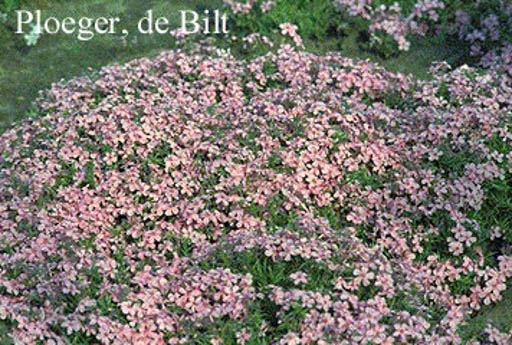 Phlox ‘Moerheimii’ (subulata group)