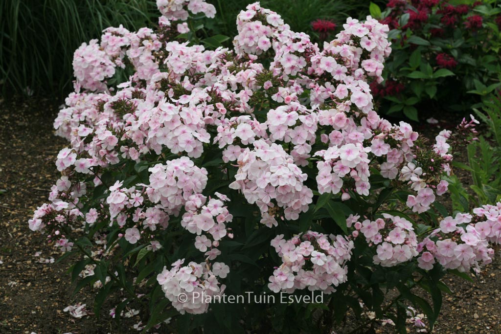 Phlox ‘Monica Lynden-Bell (P)’