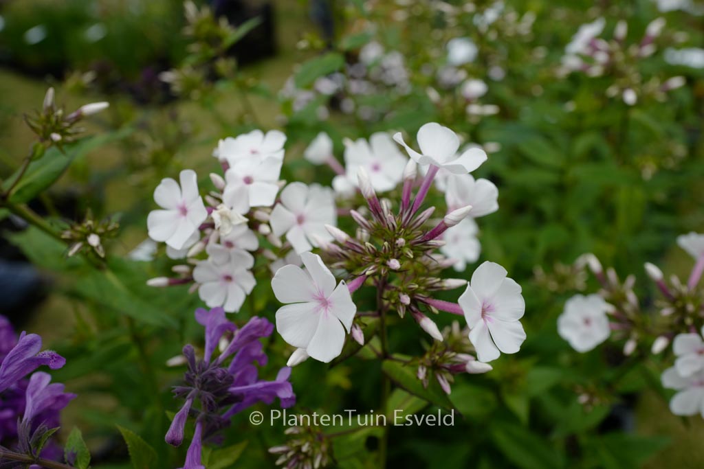 Phlox ‘Nirvana’