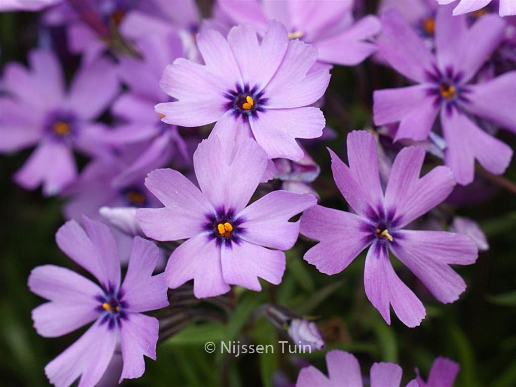 Phlox ‘Purple Beauty’ (Subulata groep)