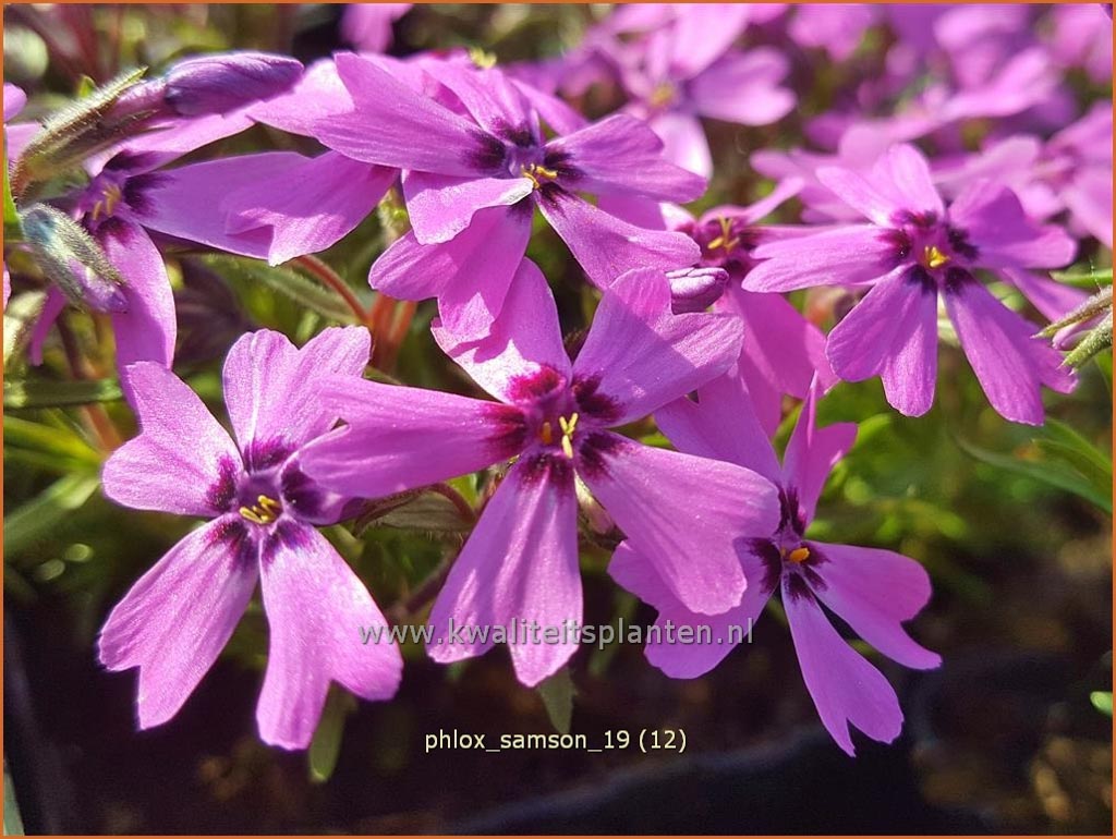 Phlox ‘Samson’