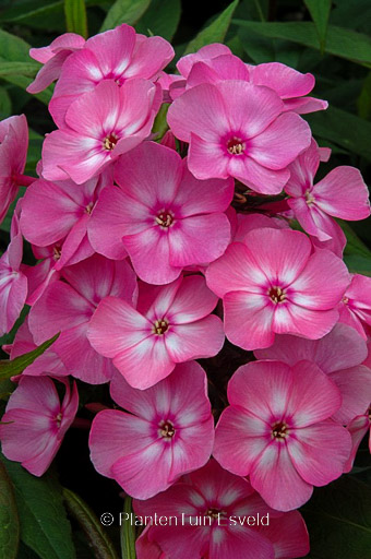 Phlox ‘Sweet Summer Candy’